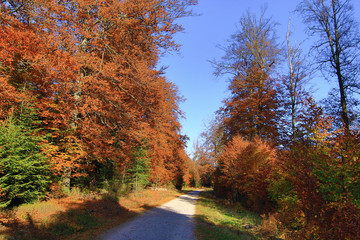 Herbst auf dem Kaltenbronn im Schwarzwald