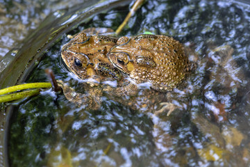 toad in the pond