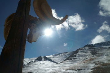 Fototapeta premium the skull of a mountain sheep, the Pamir mountains,