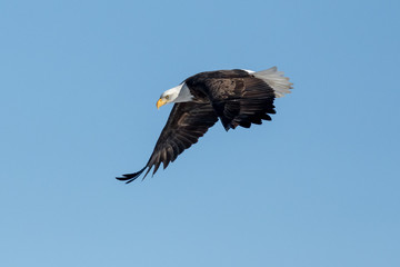 Eagle Diving