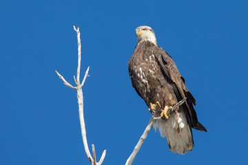 Perched Eagle