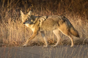 Foto op Canvas Stoep Coyote © David