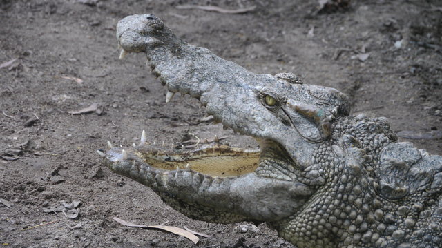 A large crocodile with it's mouth open showing off it's teeth