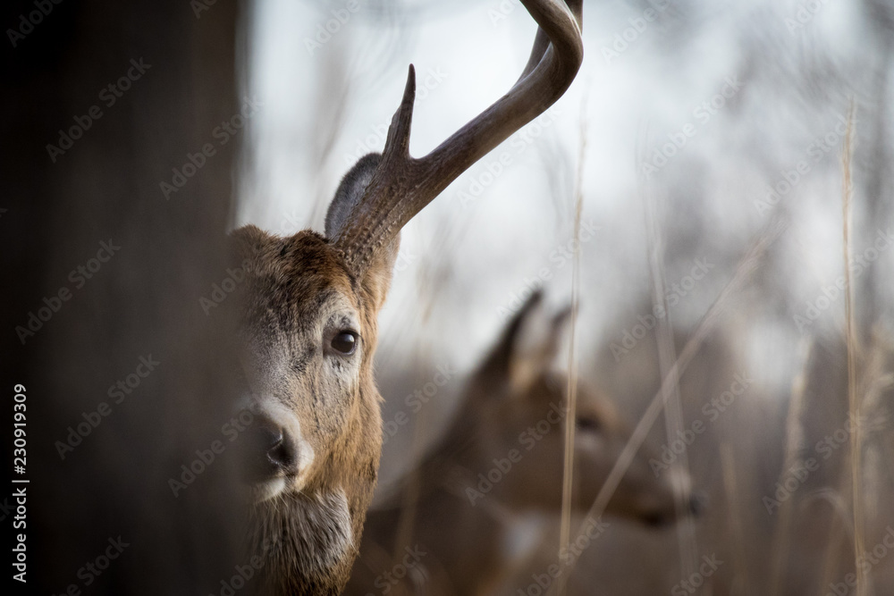 Wall mural peak-a-boo buck