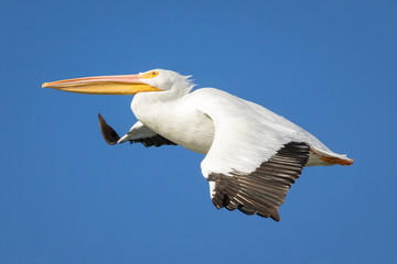 Fototapeta na wymiar Pelican Flyby