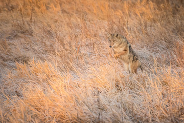 Sunrise Coyote Leap