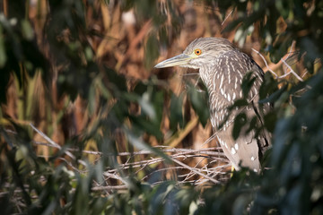 Framed Night Heron