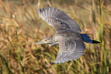 Flying Night Heron