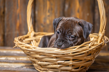 english staffordshire bull terrier puppy lying in wicker basket 
