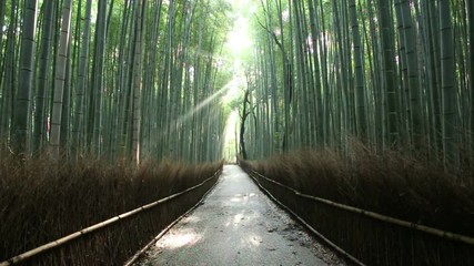 Light beam pierces through tall trees onto an empty path as nature bird sounds call out summer morning in Arashiyama Bamboo Grove forest, famous landmark in Kyoto, Japan. 60fps 720p stationary footage - Powered by Adobe