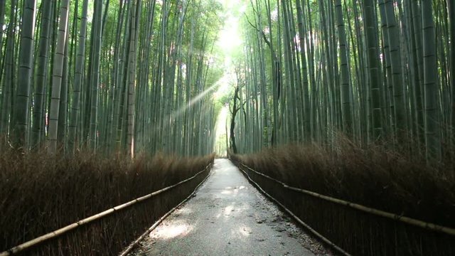 Light beam pierces through tall trees onto an empty path as nature bird sounds call out summer morning in Arashiyama Bamboo Grove forest, famous landmark in Kyoto, Japan. 60fps 720p stationary footage