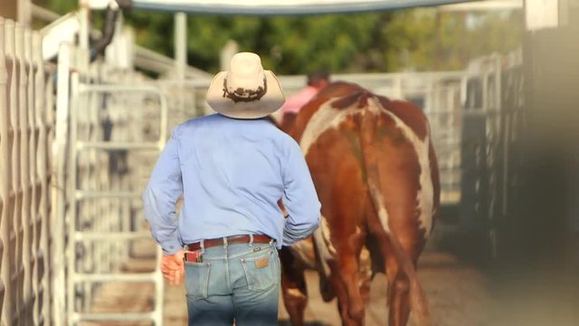 Hard working cowboy chasing large individual bull into enclosure.