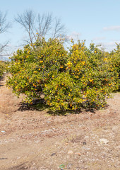 Fototapeta na wymiar Orange trees planted in the field