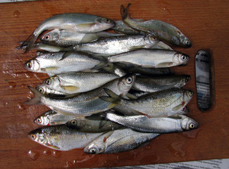 Fresh river fish