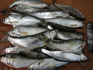 Fresh river fish