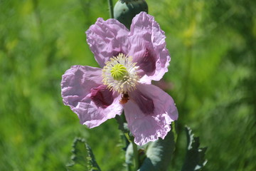 Obraz premium bee on flower