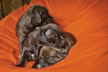 three cute english staffordshire bull terrier puppies on orange pillow 
