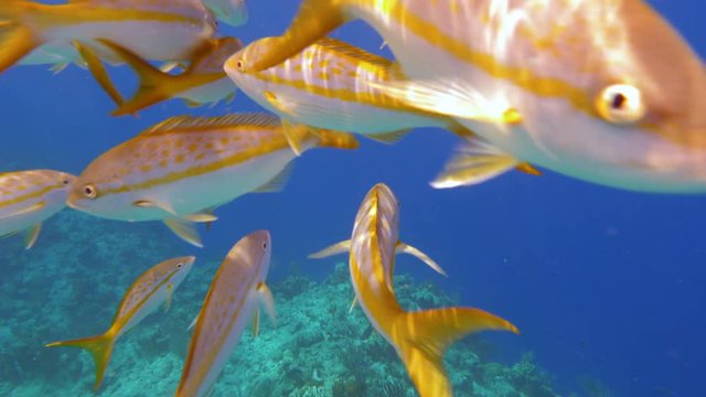 Yellowtail Snappers fish in blue Caribbean waters