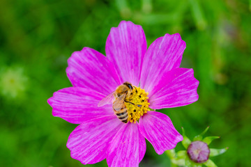 Cosmos Flower / Furusato Plaza in Sakura City, Chiba Prefecture, Japan