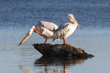 Pelican Pair