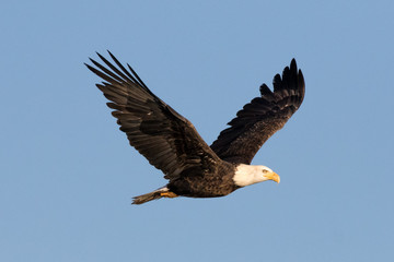 Soaring Bald Eagle