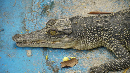 Young crocodile on a farm