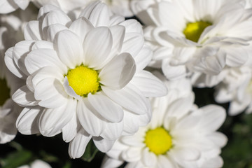 background. beautiful flowers white daisies