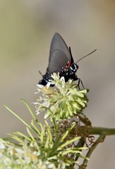 Great Purple Hairstreak Butterfly 1