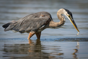 Fototapeta premium Heron catch closeup