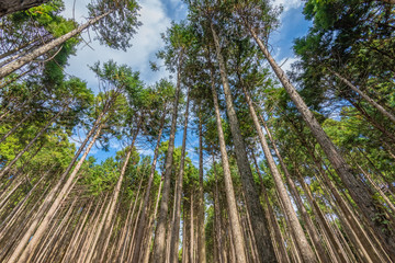 林業イメージ　富士山のすそ野の森林