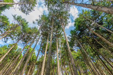 Fototapeta premium 富士のすそ野の森林 林業イメージ 広角 