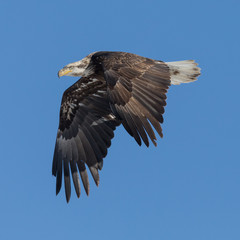 Juvenile Eagle