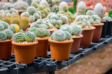 beautiful little cactus