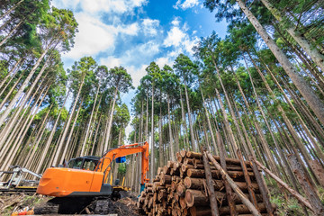 林業イメージ　富士山のすそ野の森林