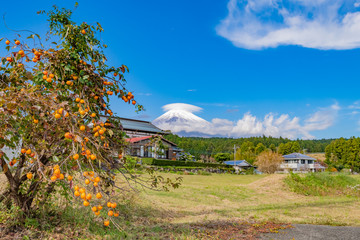 柿の木と笠雲をかぶった富士山　田舎イメージ