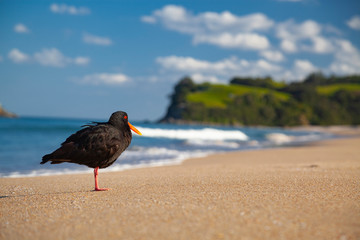 bird on beach