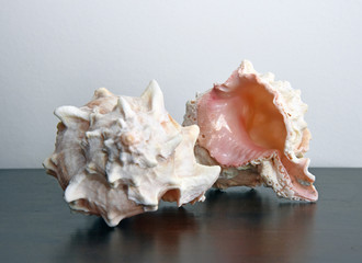Conch shells on table