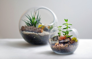 Two terrariums isolated against white background