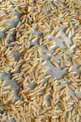 Organic long grain brown rice on baking sheet.
