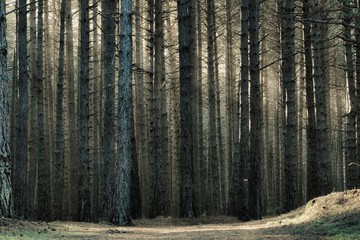 Fototapeta premium Trunk Pine Forest Background In Etna Park, Sicily