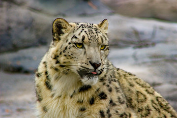 closeup of a snow Leopard looking at the camera