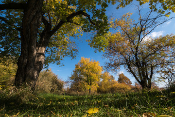 Beautiful autumn picture