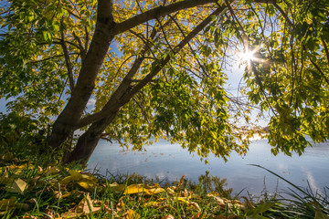 The sun shines through the branches of a tree growing on the banks of the river