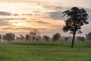 Beautiful agricultural field in the morning, Nakhon Ratchasima, Northeast of Thailand