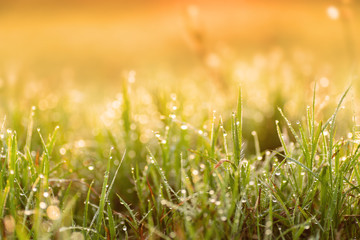 Green grass leaves with dew drop and sunlight in the morning