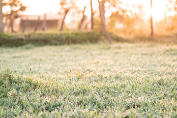 Green grass field with dew drop and sunlight in the morning