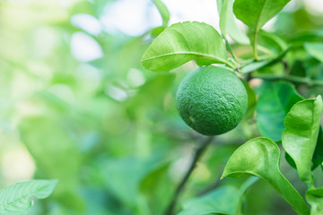 close up lime fruit on tree with green leaf in a garden 
