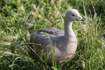 Close up view of a Cape Barren Goose (Cereopsis novaehollandiae) at the Nobbies on Phillip island, Victoria, Australia