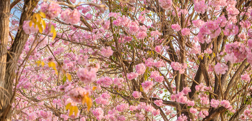 Tabebuia rosea is a Pink Flower neotropical tree