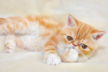 Little kitten exotic breed color red marble lying on the couch  
